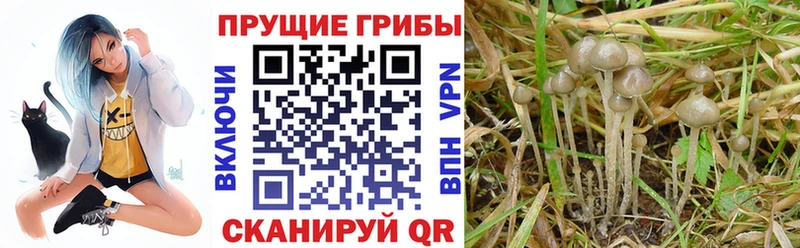 как найти наркотики  Дмитров  Псилоцибиновые грибы Cubensis 